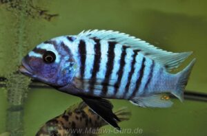 Metriaclima zebra 'Luhuchi Rocks'